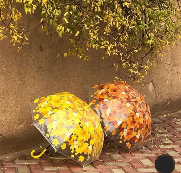 دو عدد چتر شفاف طرح برگهای پاییزی زرد و نارنجی تکیهدادهشده به دیوار در فضای باز